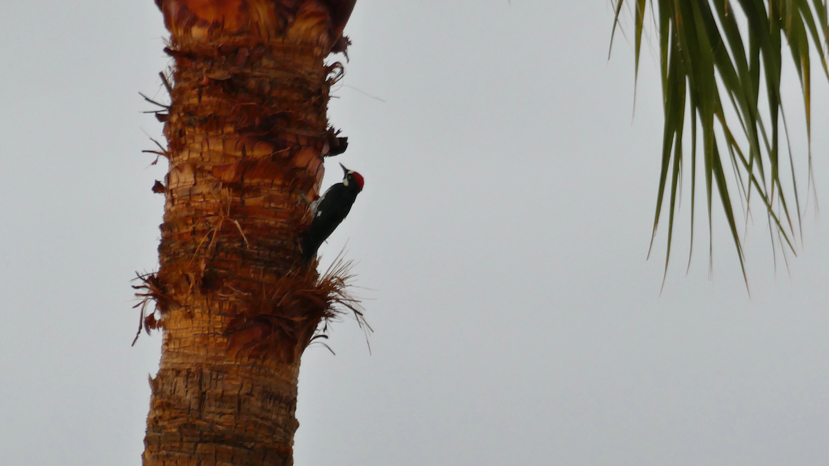 Acorn Woodpecker - ML643289159