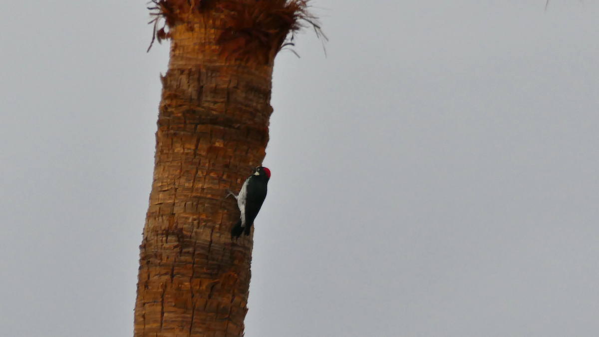 Acorn Woodpecker - ML643289168