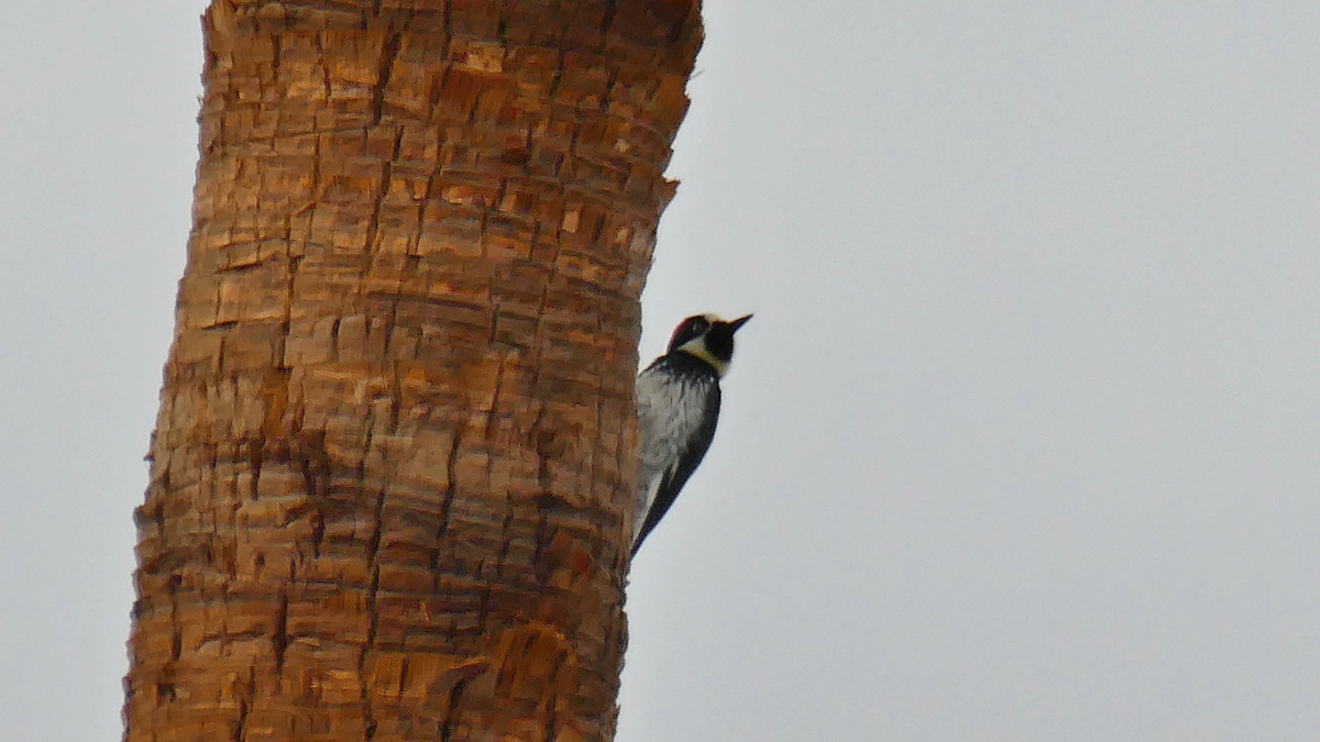 Acorn Woodpecker - ML643289169