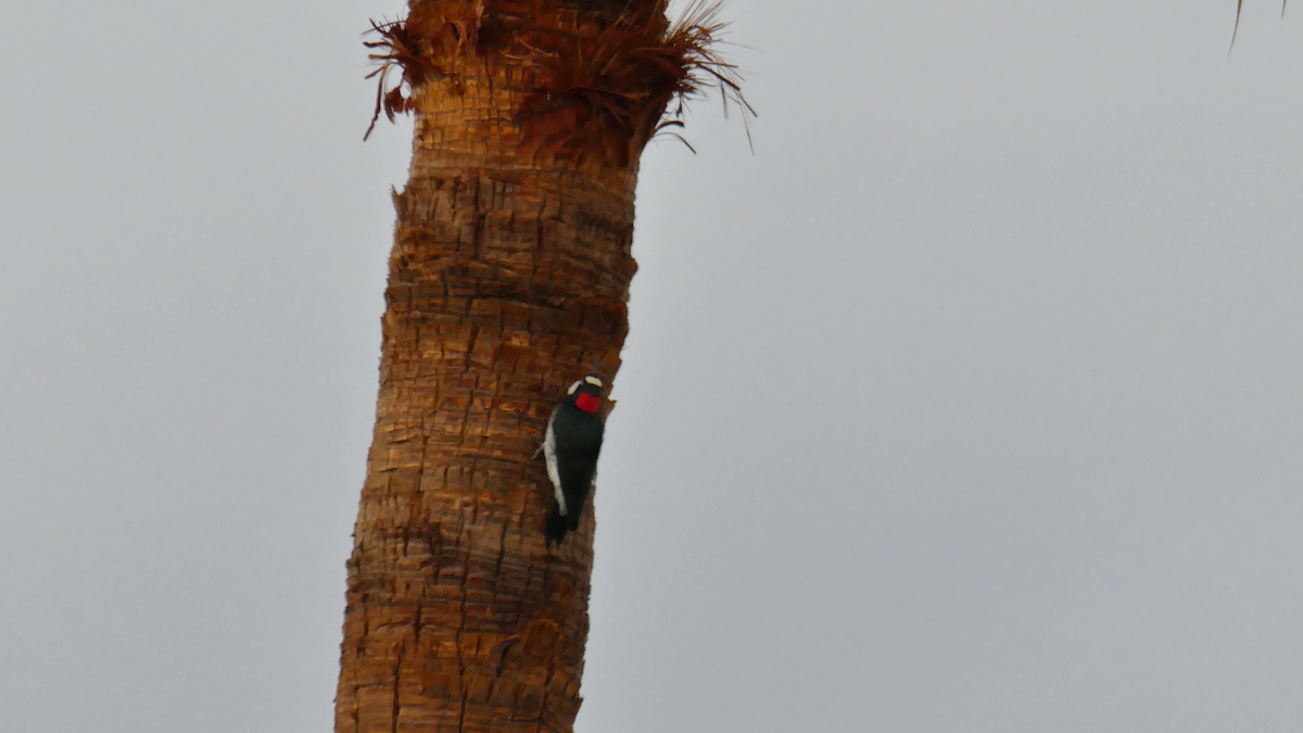 Acorn Woodpecker - ML643289170