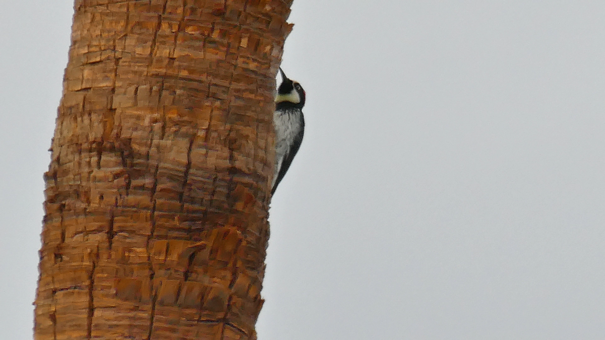 Acorn Woodpecker - ML643289171