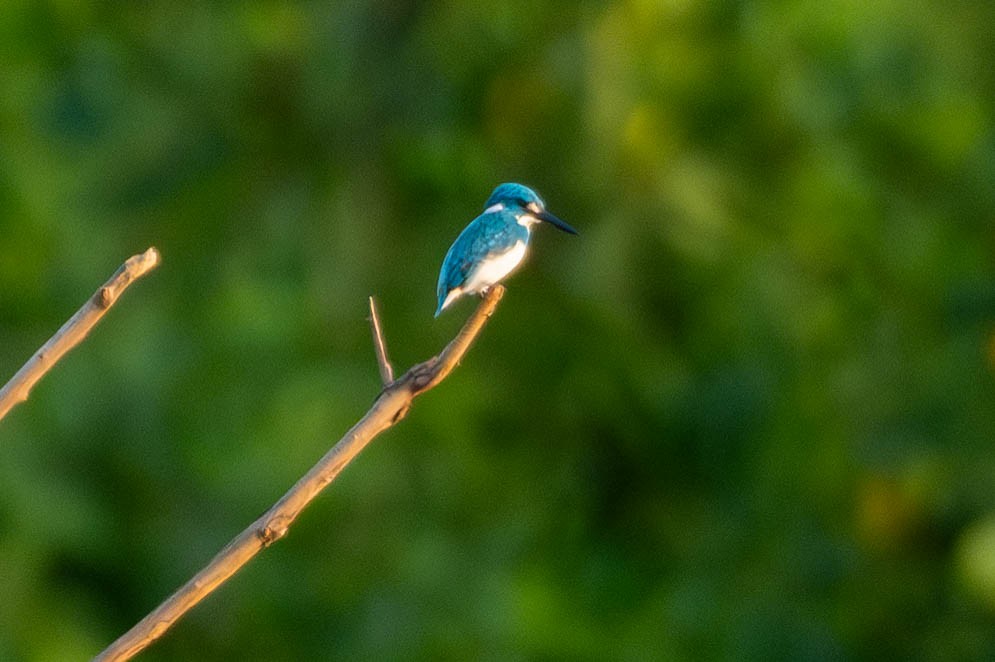 Small Blue Kingfisher - ML643289192