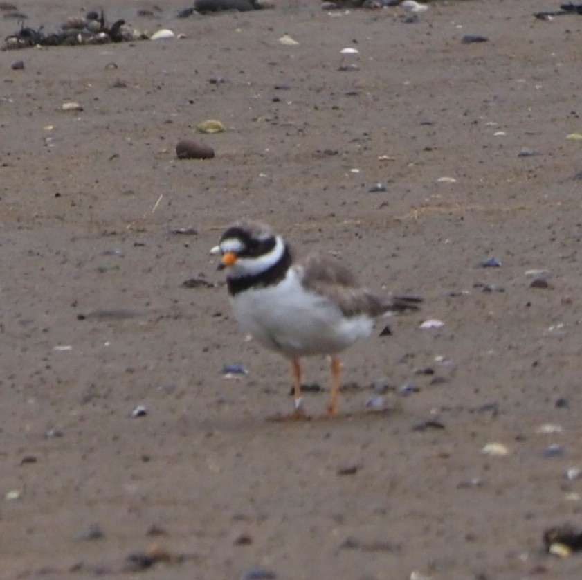 Common Ringed Plover - ML643289194