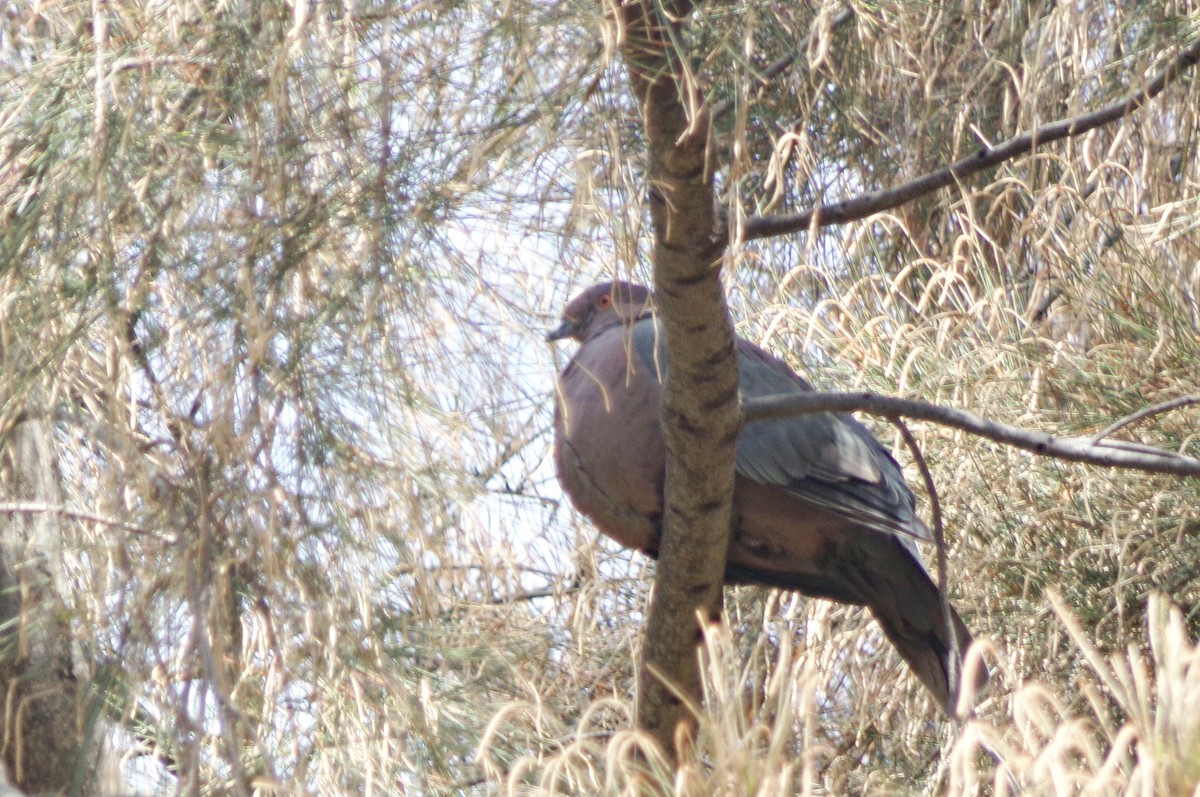 Chilean Pigeon - ML643289198