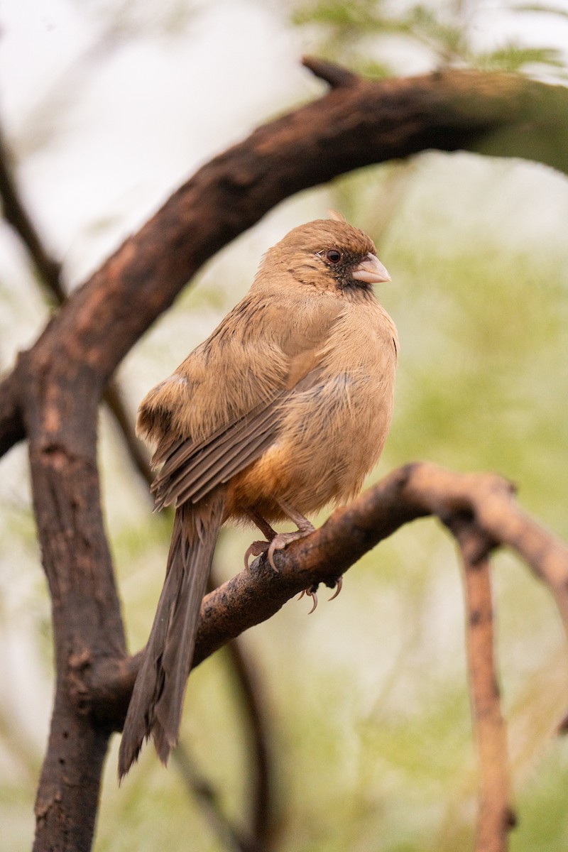 Abert's Towhee - ML643289215