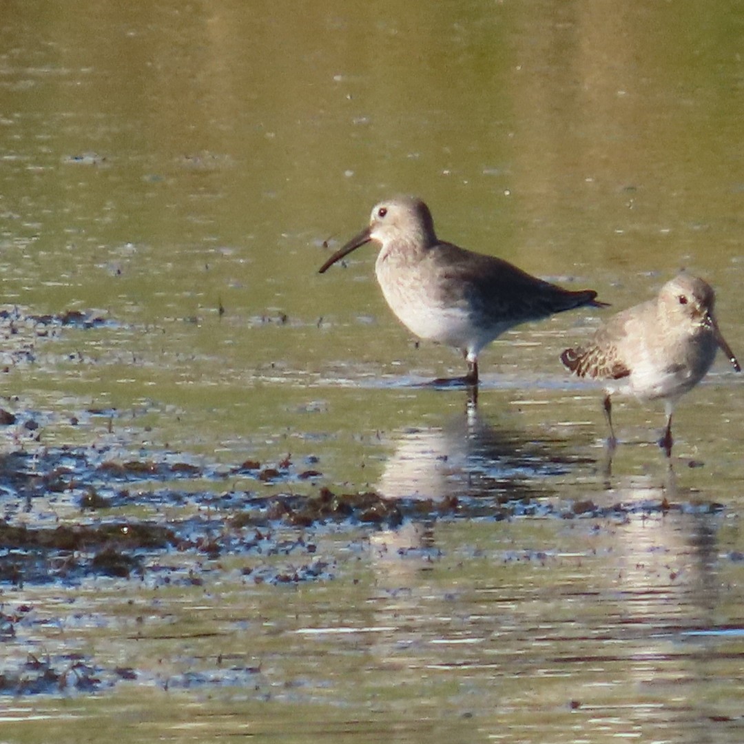 Dunlin - ML643289219