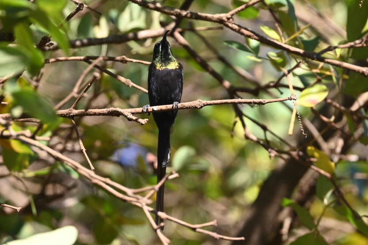 Bronze Sunbird - ML643289221