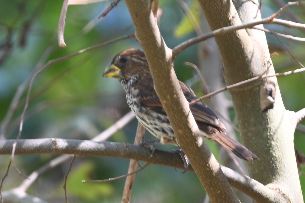 Grosbeak Weaver - ML643289237