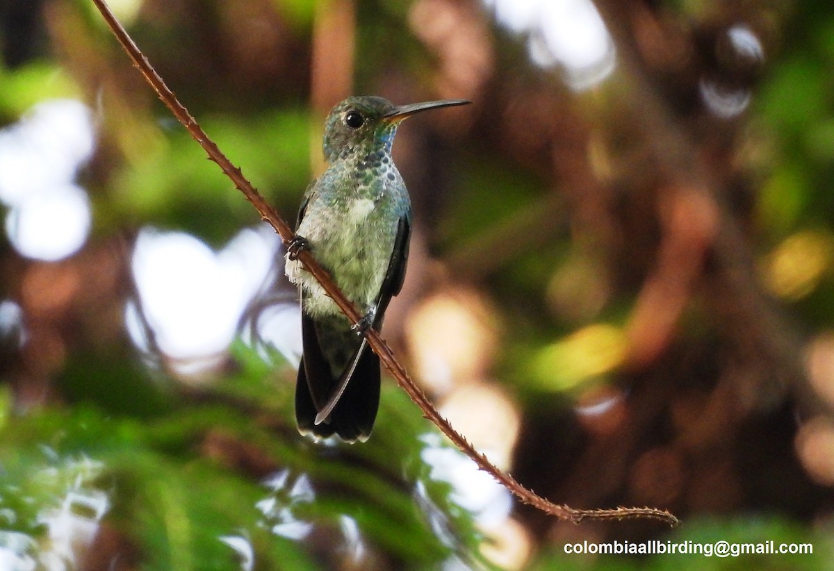 Glittering-throated Emerald - ML643289256