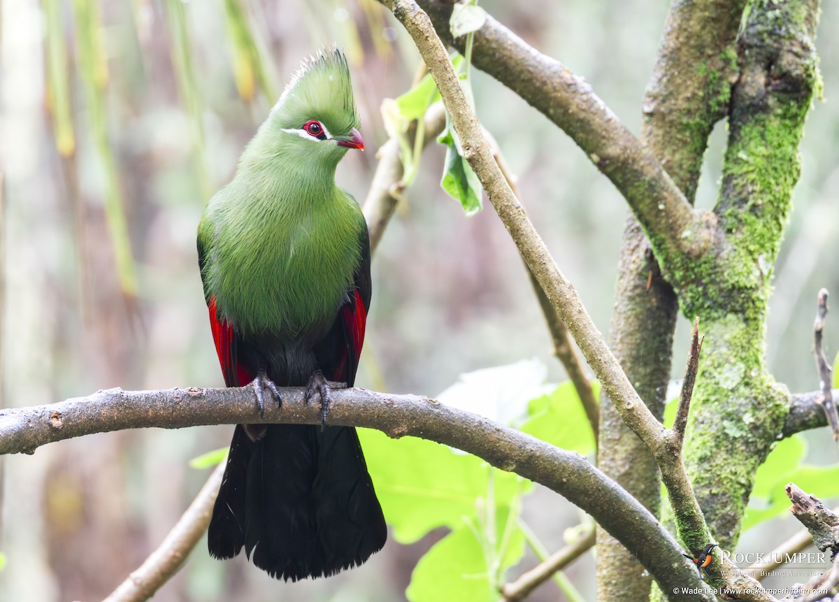 Knysna Turaco - ML643289260