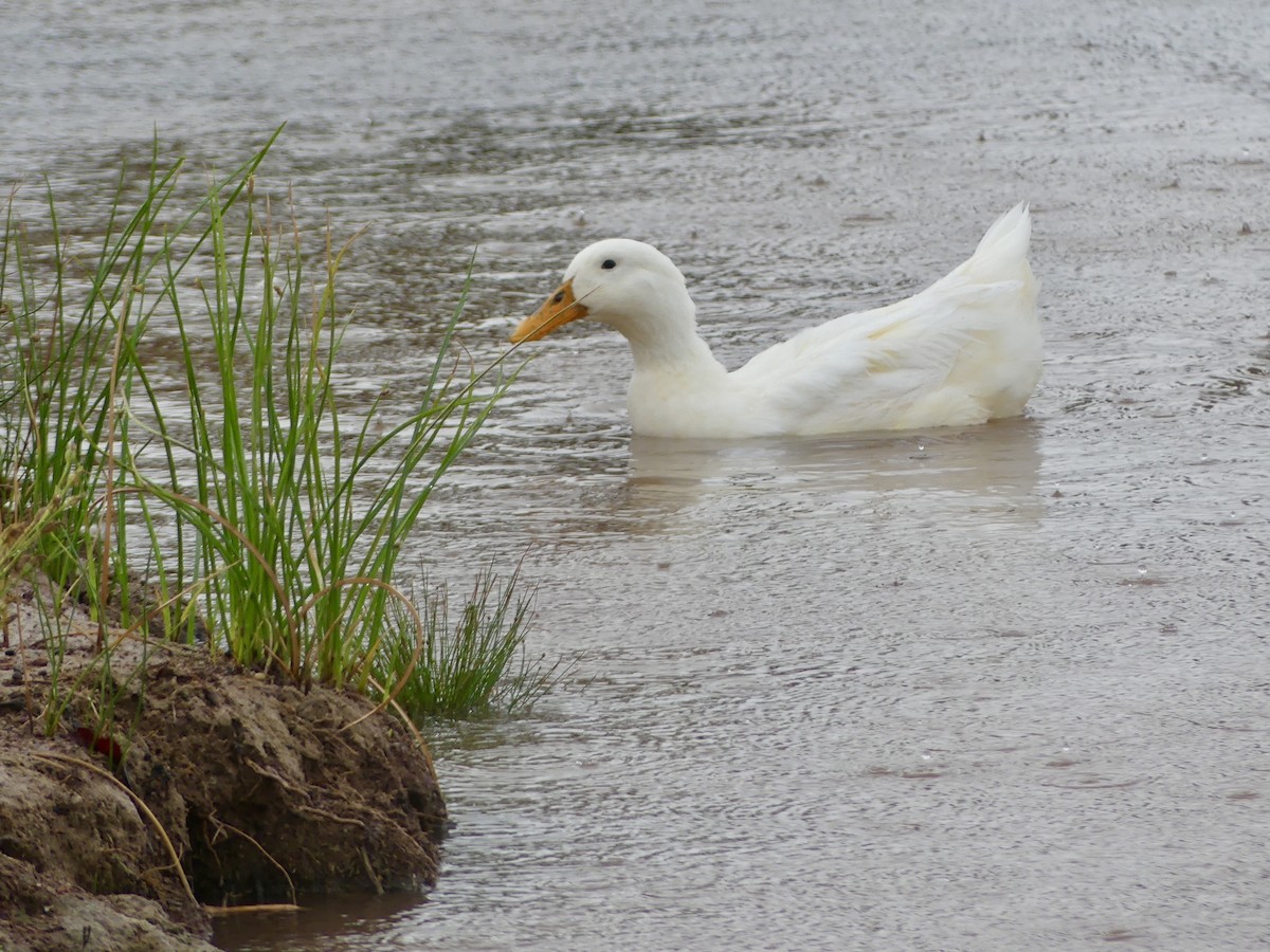 Mallard (Domestic type) - ML643289271
