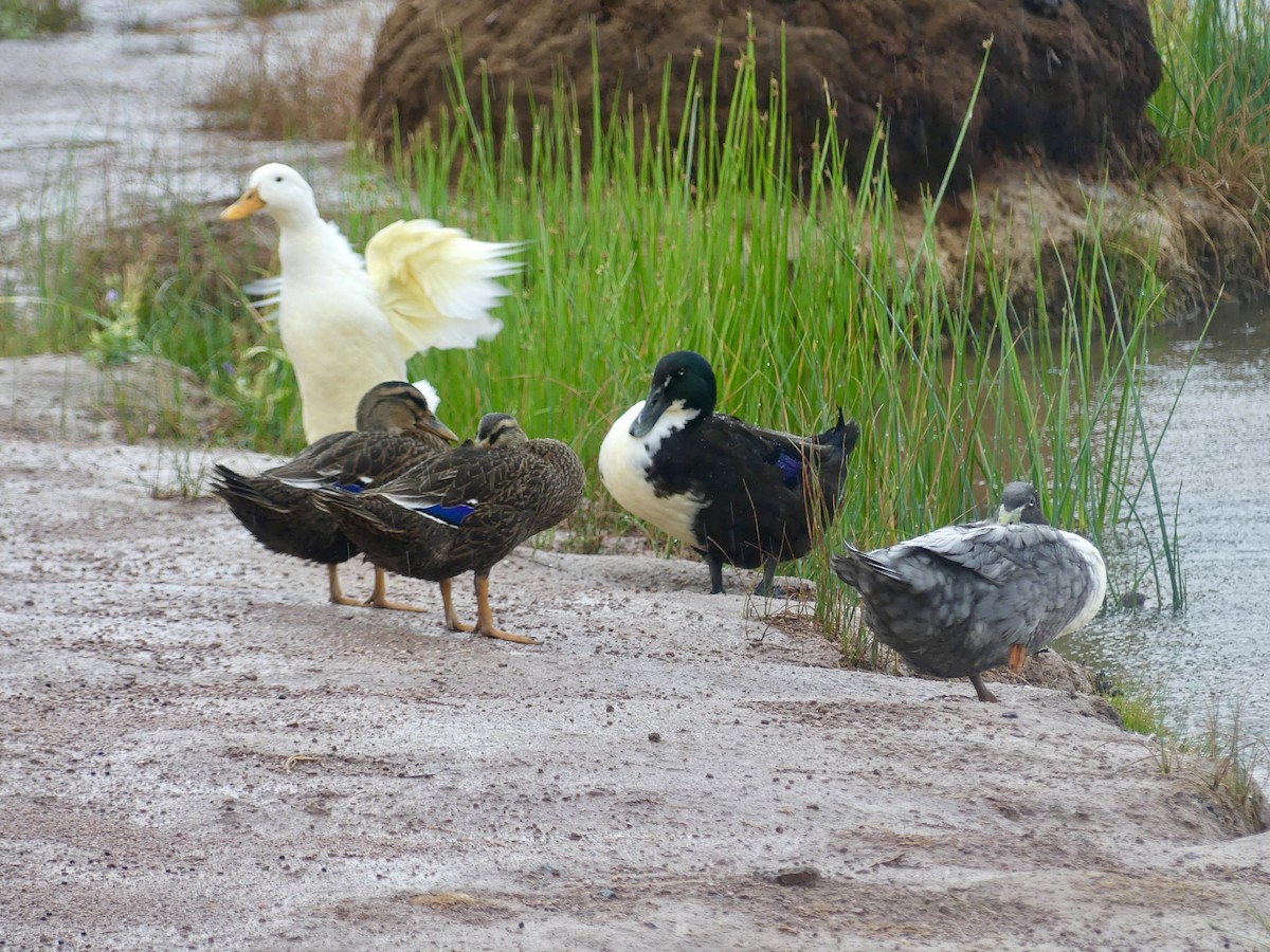 Mallard (Domestic type) - ML643289272