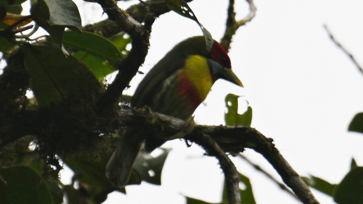 Versicolored Barbet - ML643289276