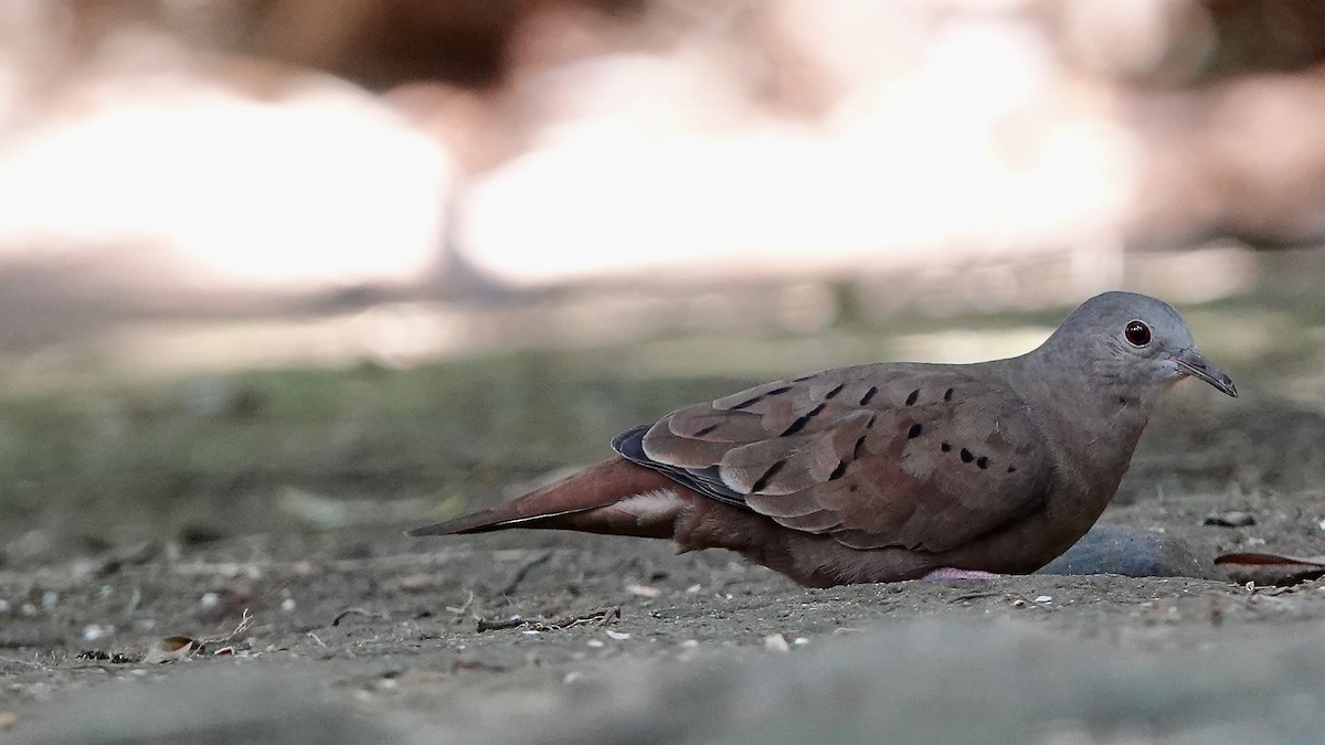 Ruddy Ground Dove - ML643289279