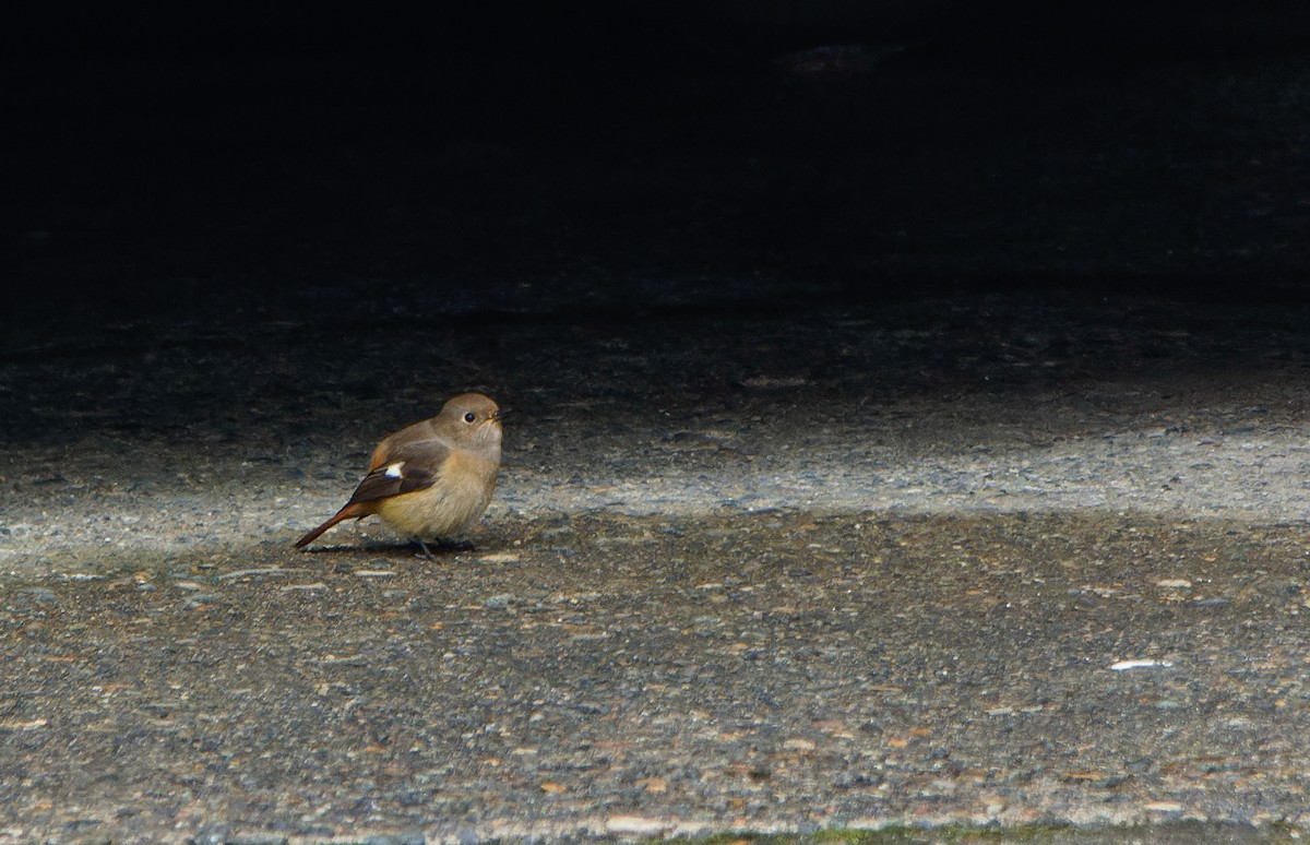 Daurian Redstart - ML643289301