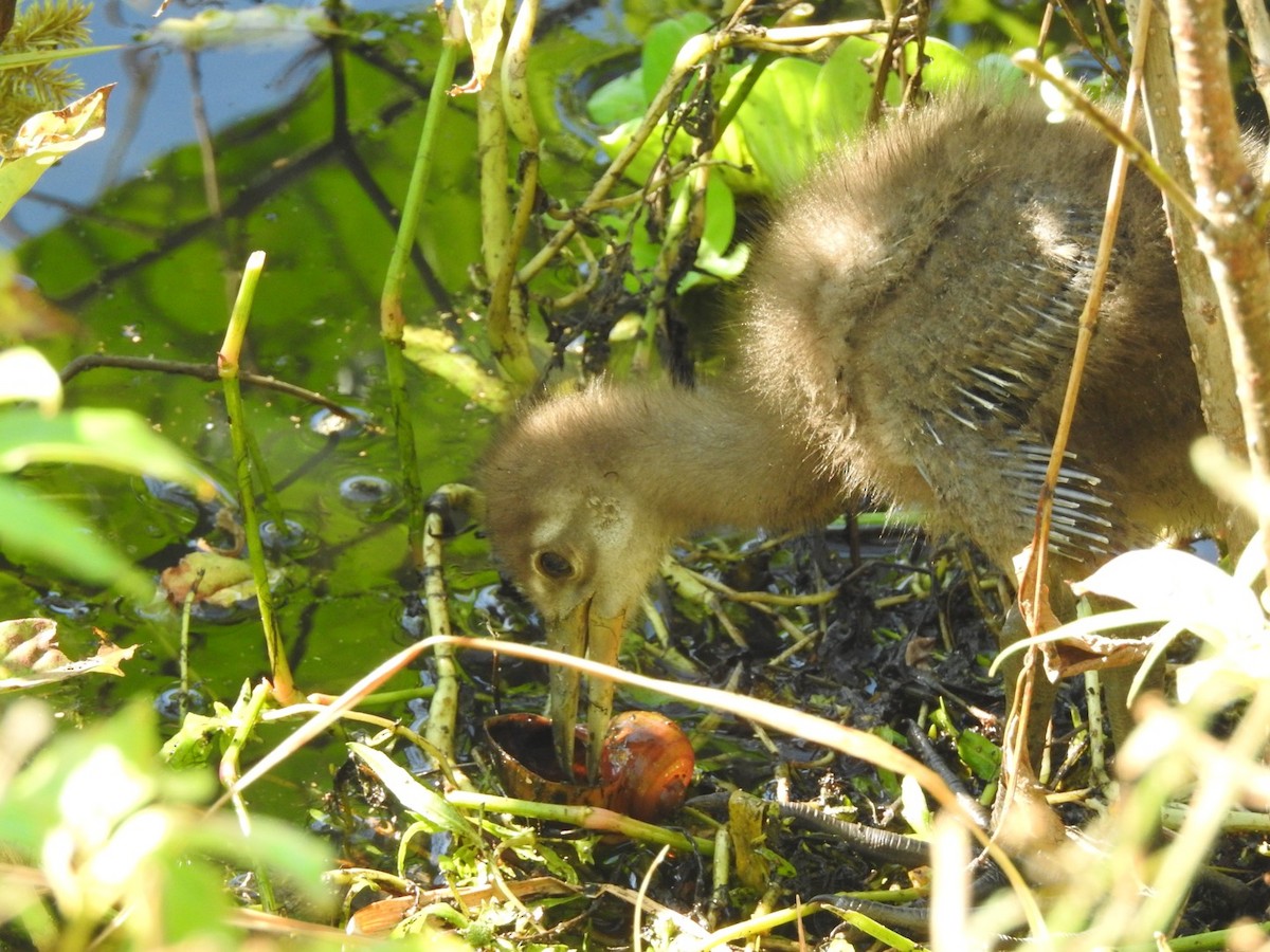 Limpkin - ML643289311