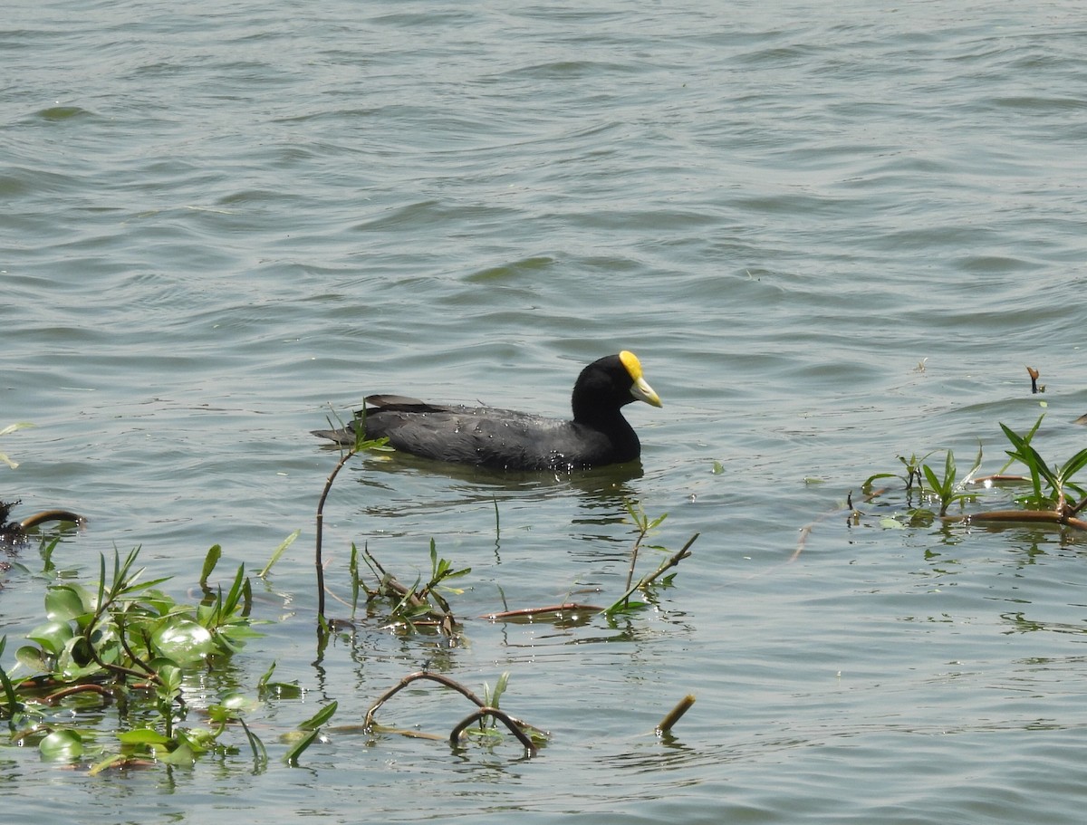 White-winged Coot - ML643289345
