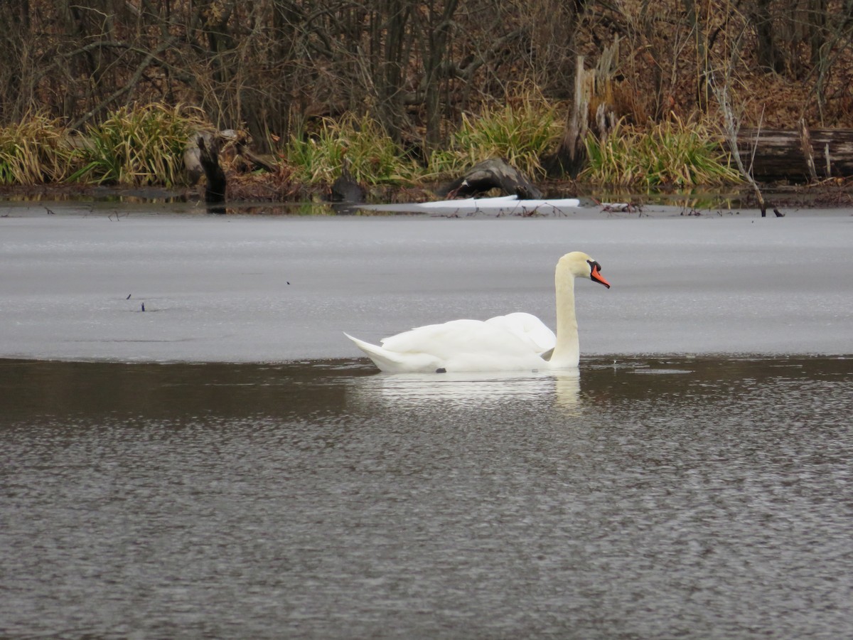 Cygne tuberculé - ML643289348