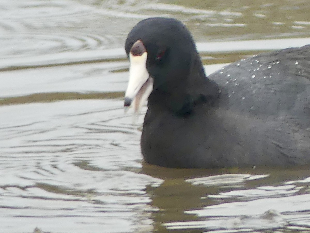 American Coot - ML643289370