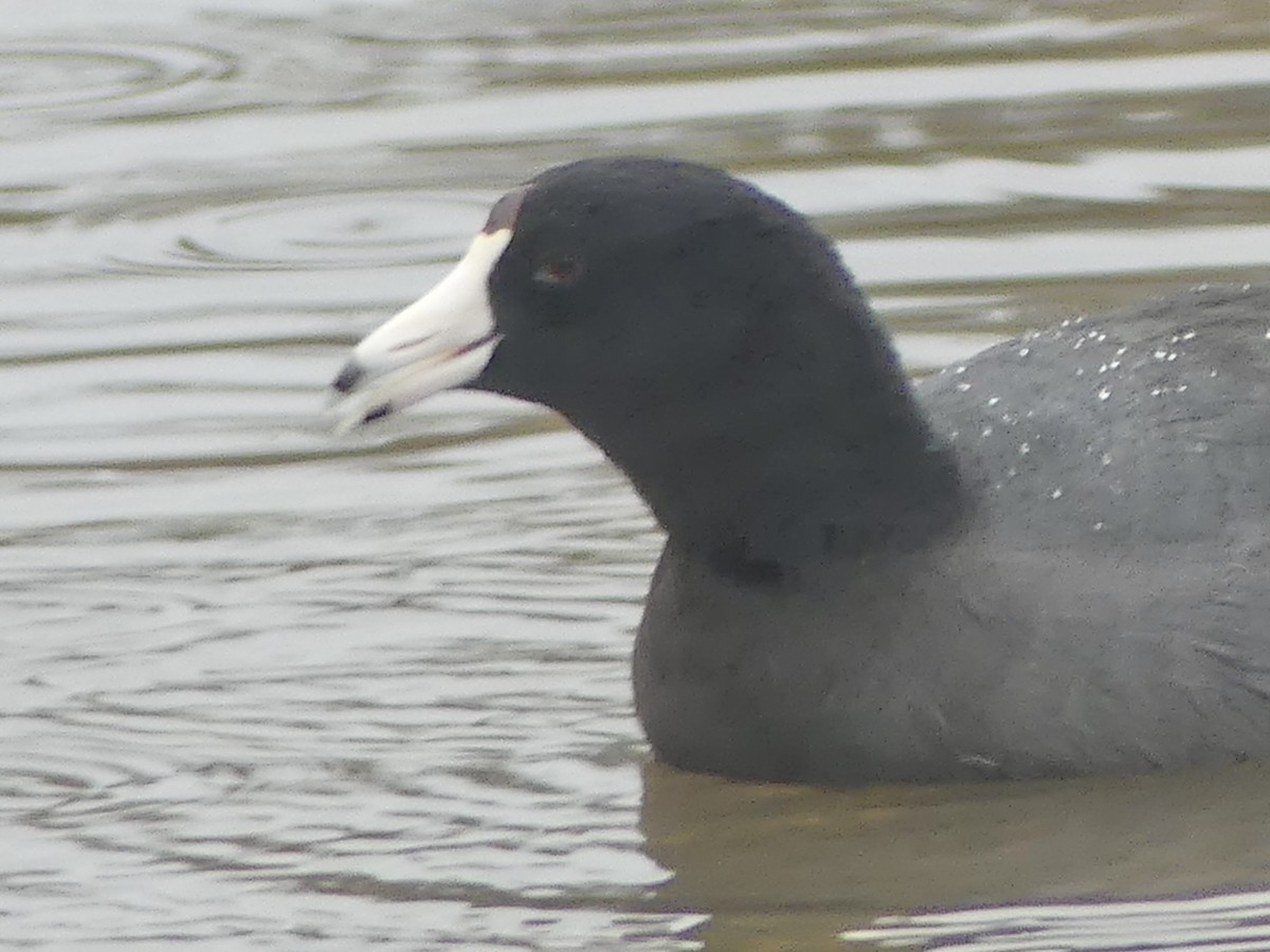 American Coot - ML643289371