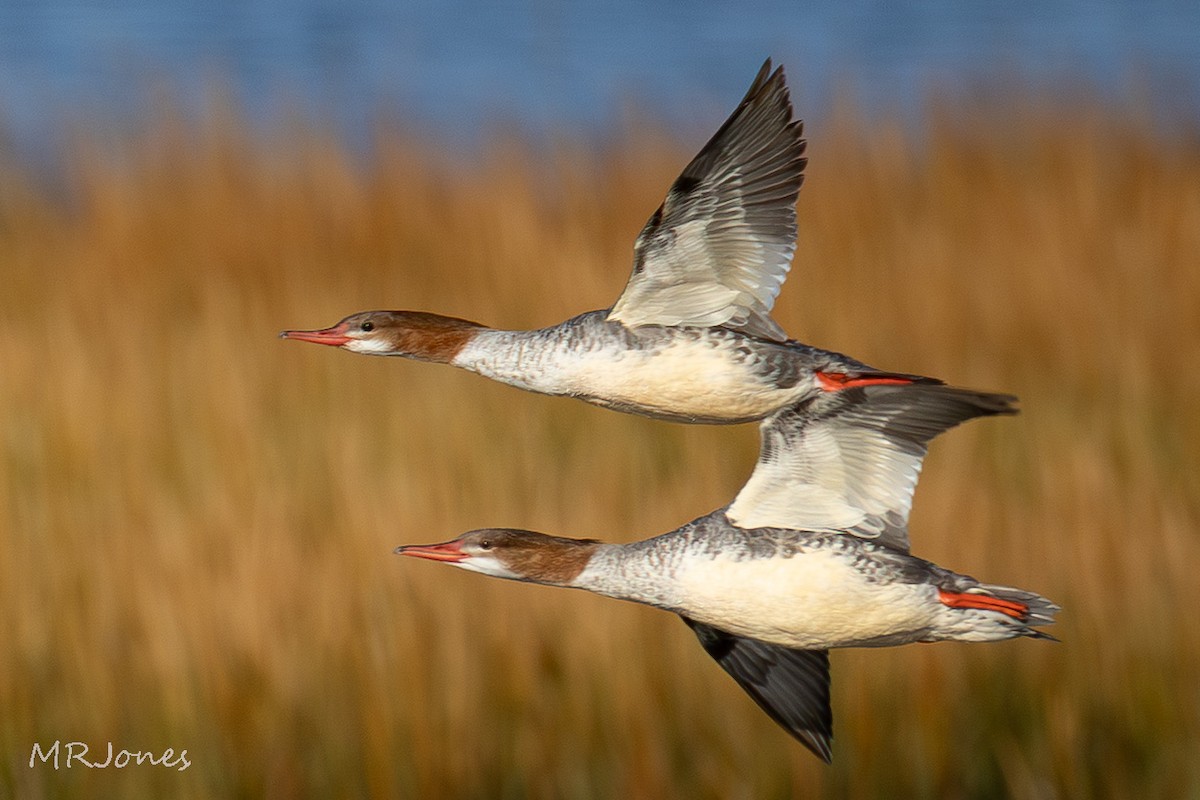 Common Merganser - ML643289386