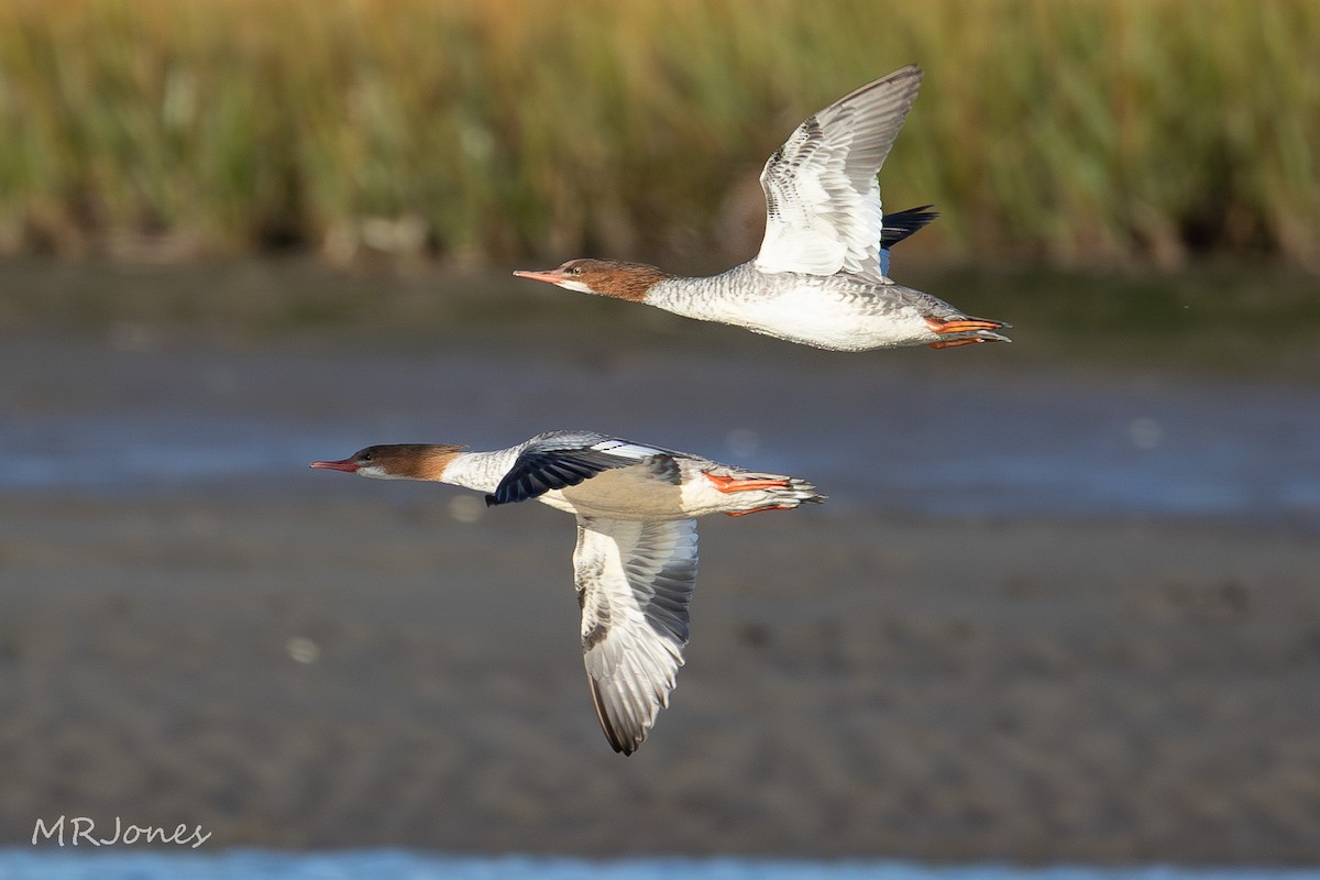 Common Merganser - ML643289387