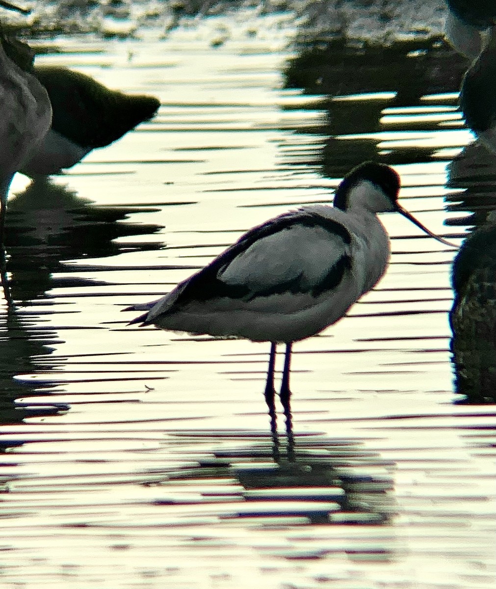Avocetta - ML643289403