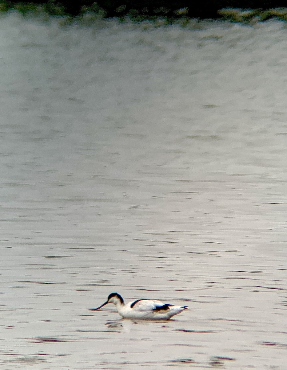 Avocetta - ML643289404