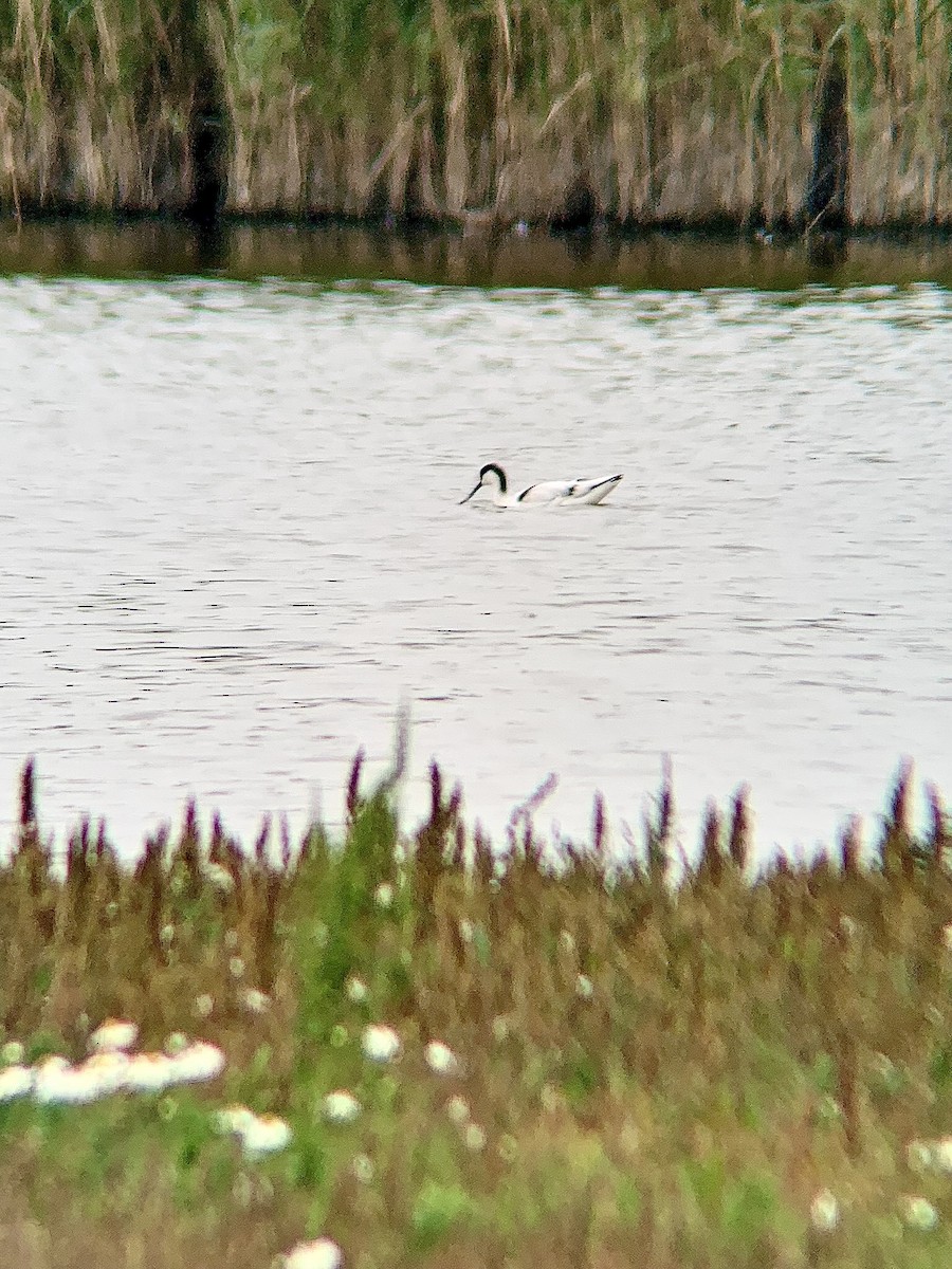 Avocetta - ML643289405