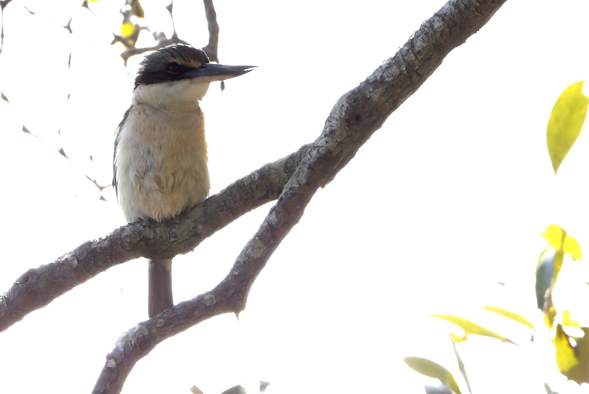 Sacred Kingfisher - ML643289411