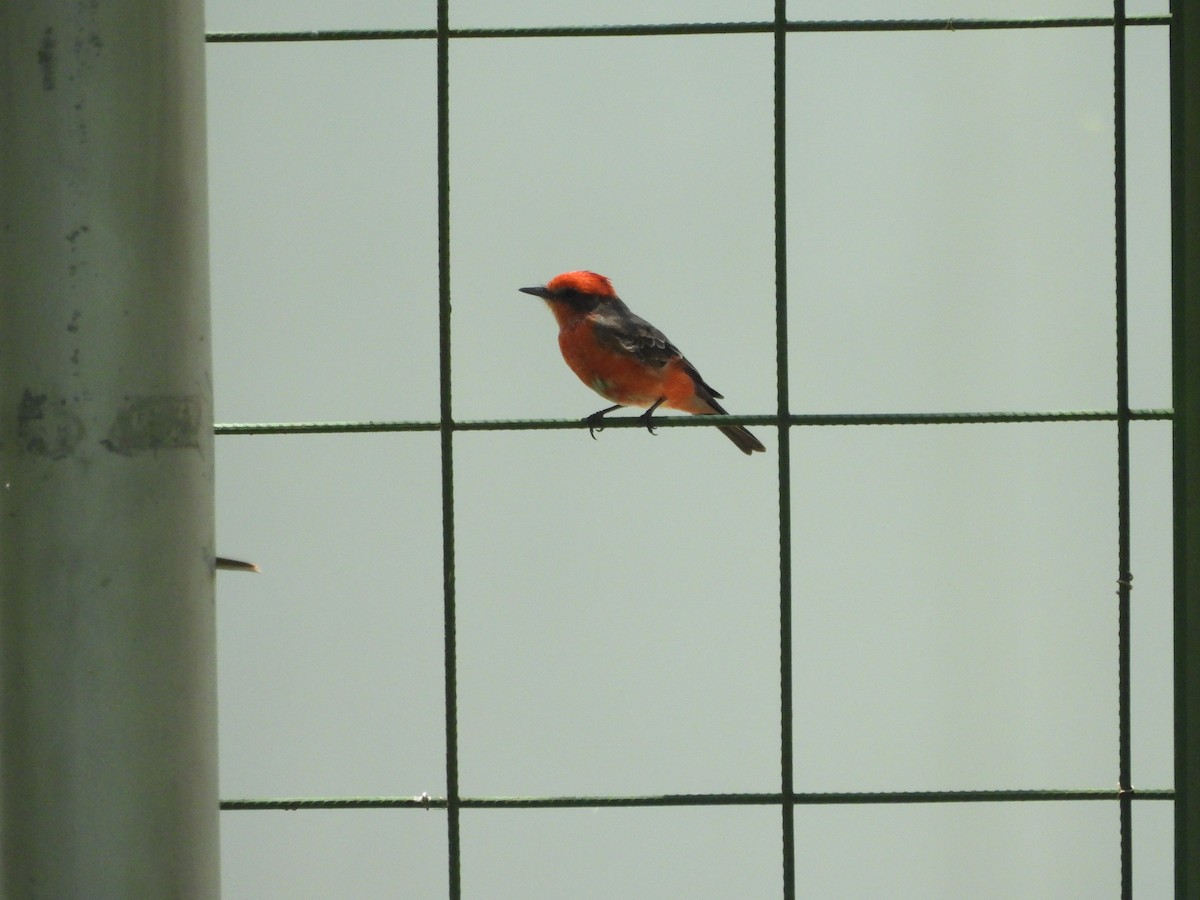 Vermilion Flycatcher (Austral) - ML643289414