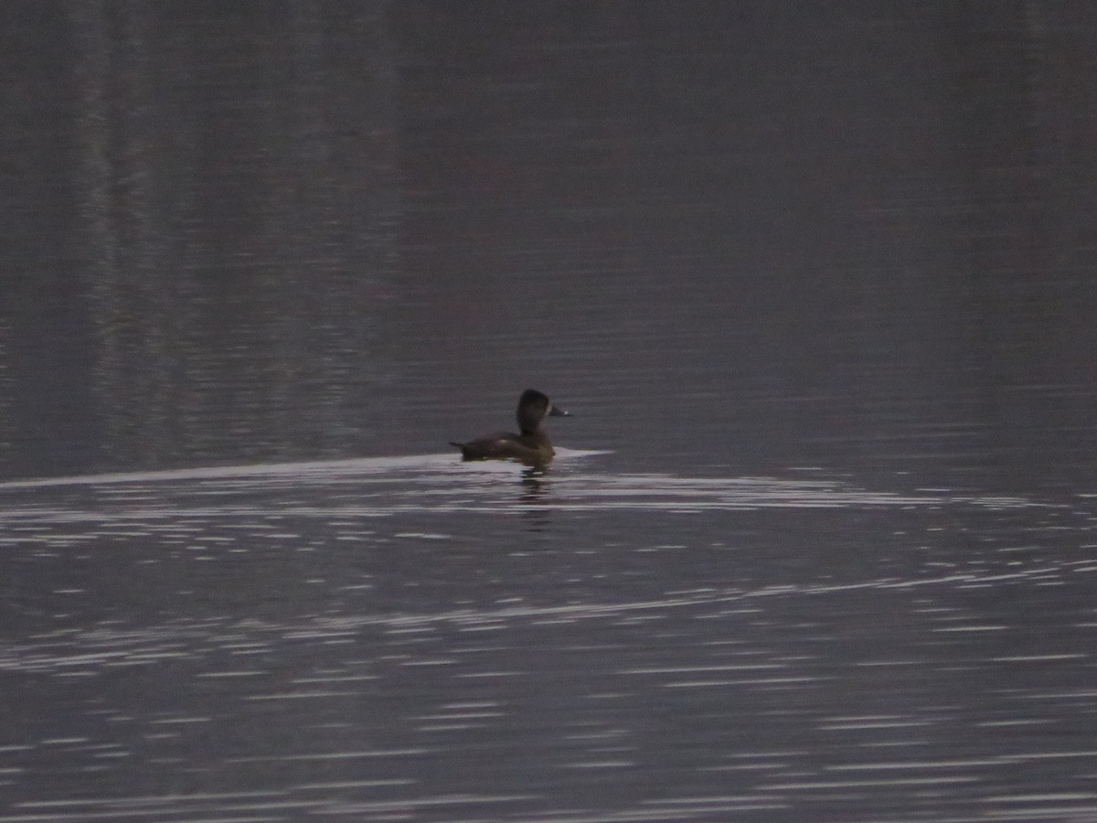 Ring-necked Duck - ML643289436