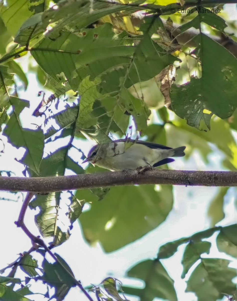Tennessee Warbler - ML643289438