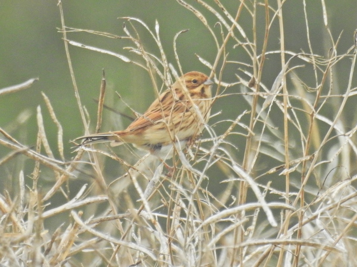 Reed Bunting - ML643289446