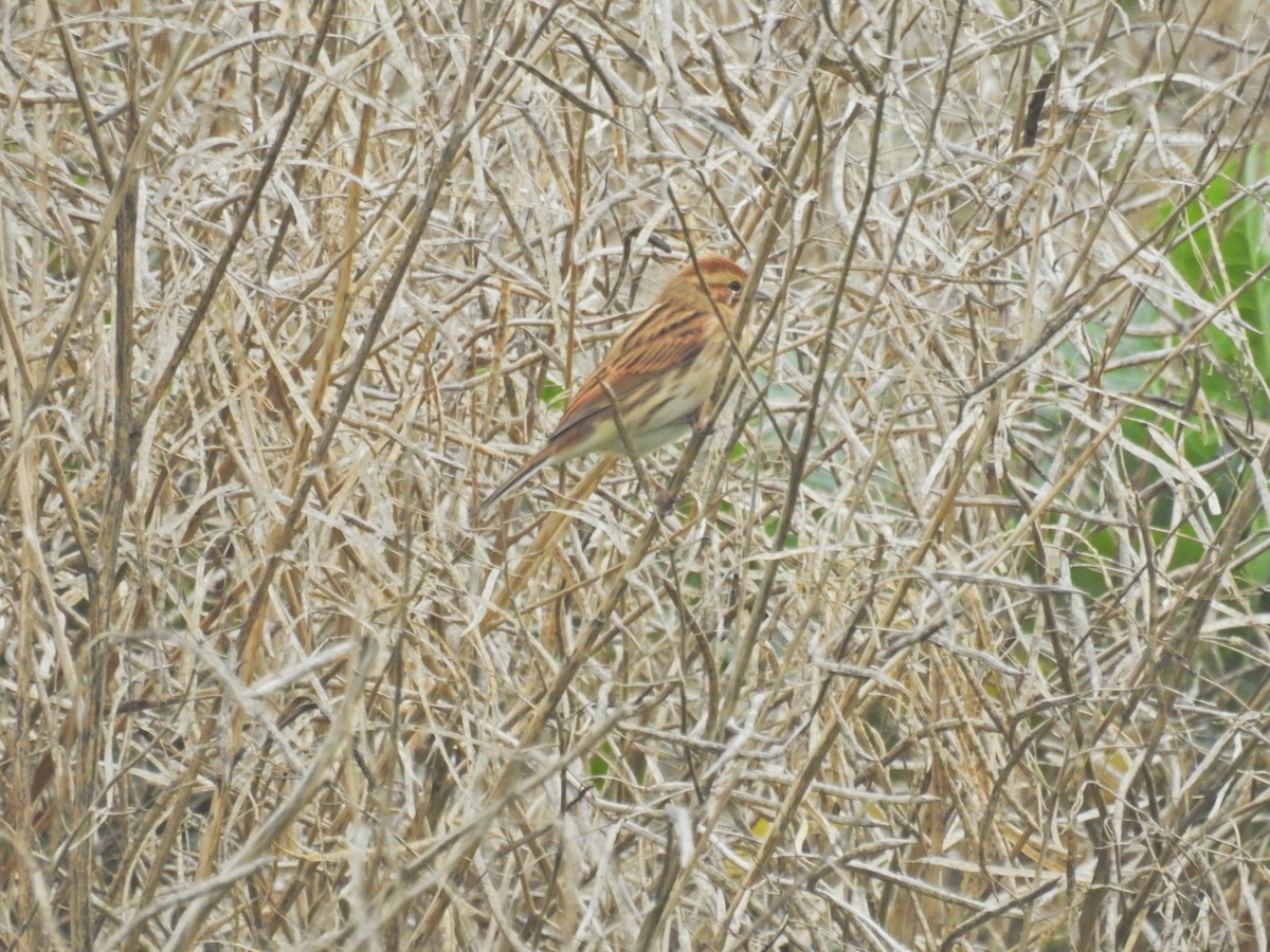 Reed Bunting - ML643289447