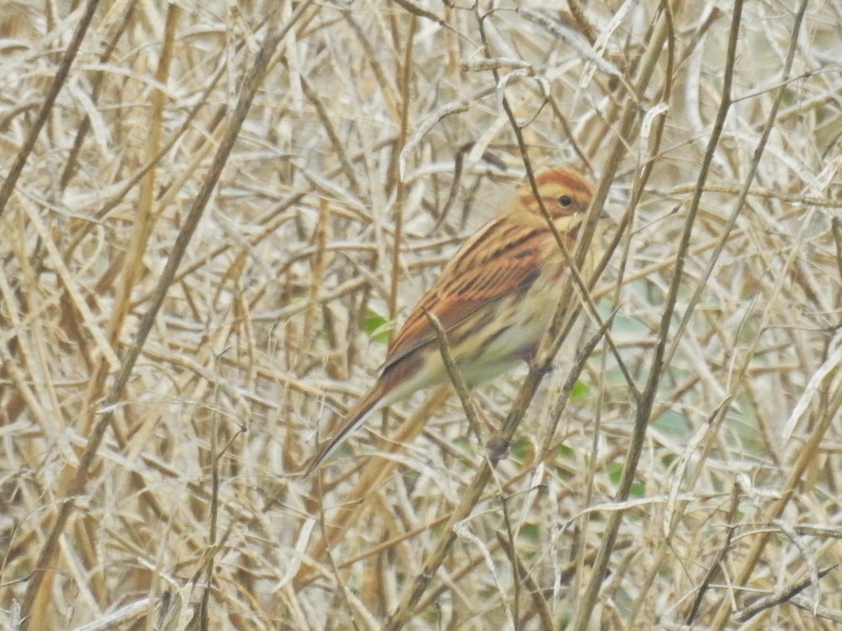 Reed Bunting - ML643289448