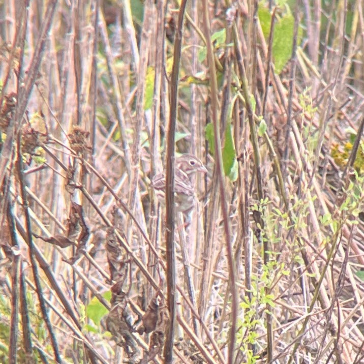 Vesper Sparrow - ML643289449