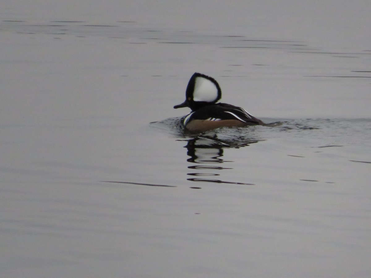 Hooded Merganser - ML643289453