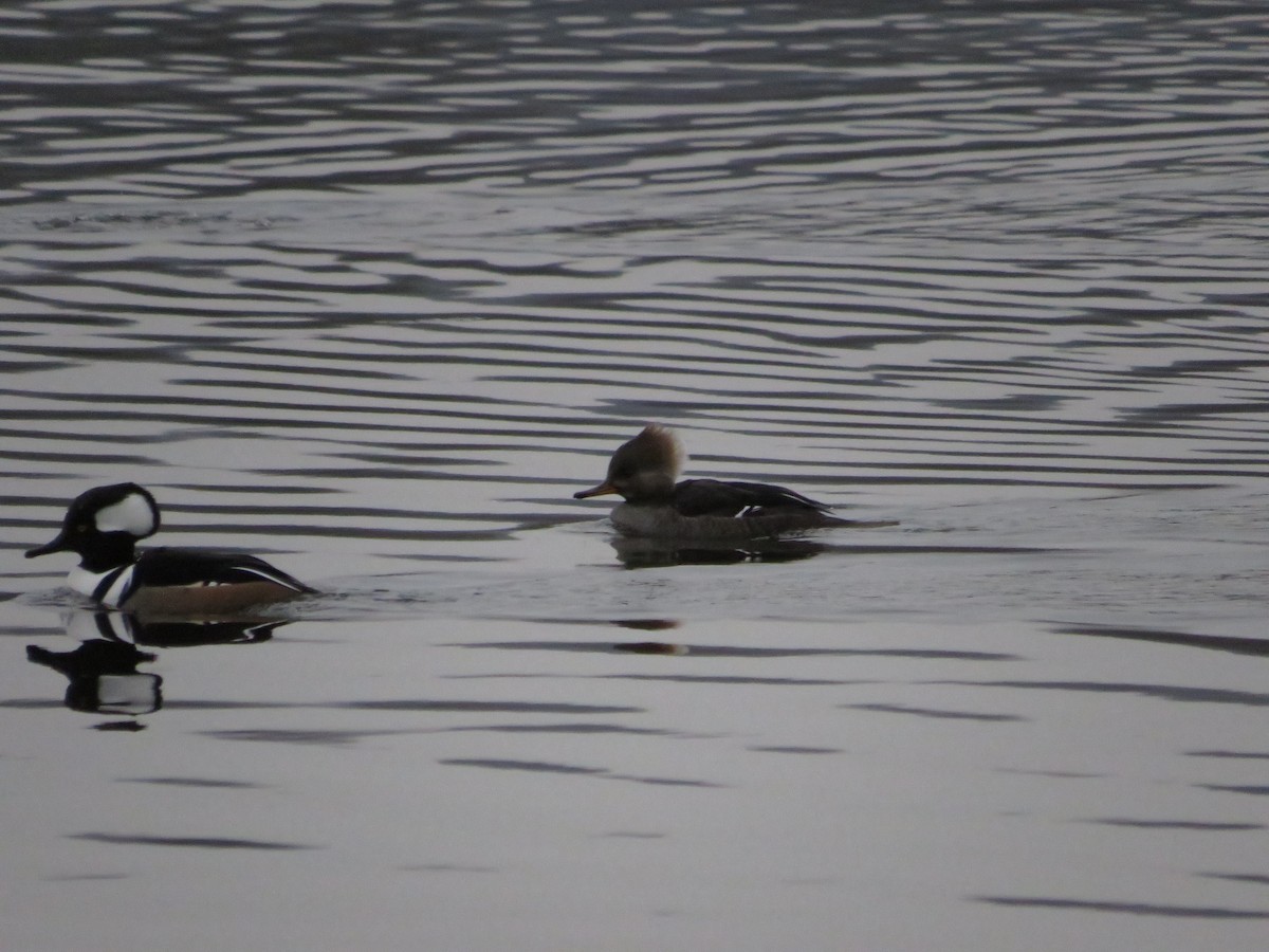 Hooded Merganser - ML643289454
