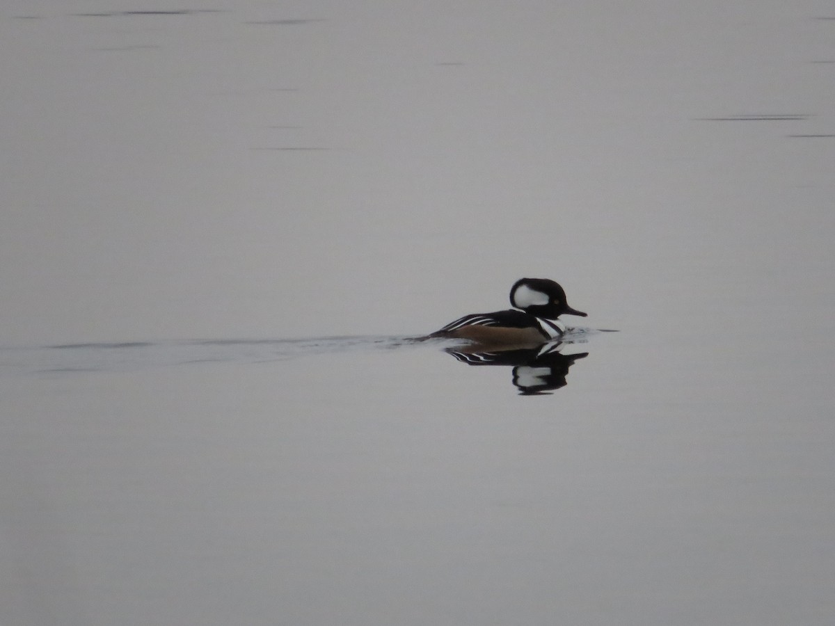 Hooded Merganser - ML643289455