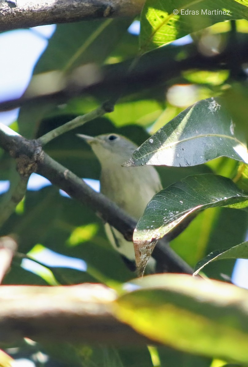 Chestnut-sided Warbler - ML643289456