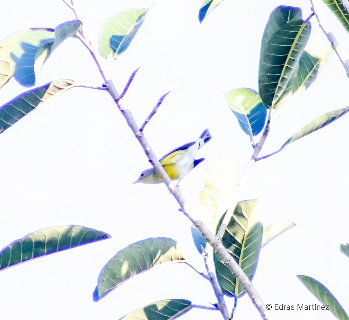 Magnolia Warbler - ML643289488