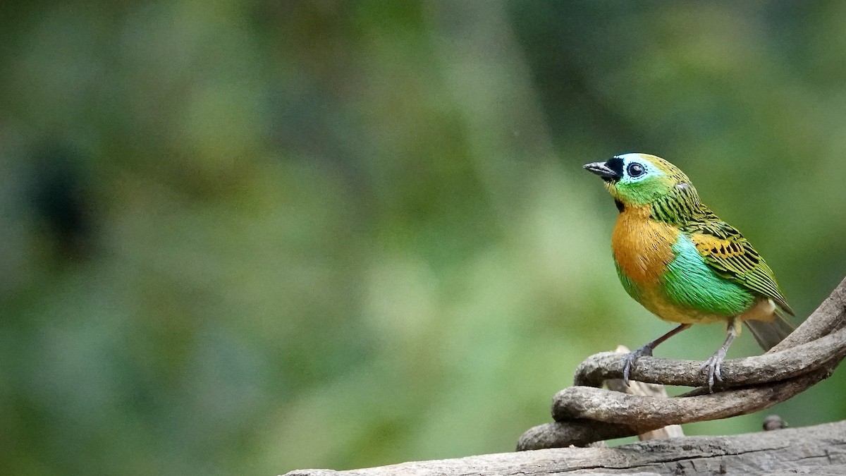 Brassy-breasted Tanager - ML643289526
