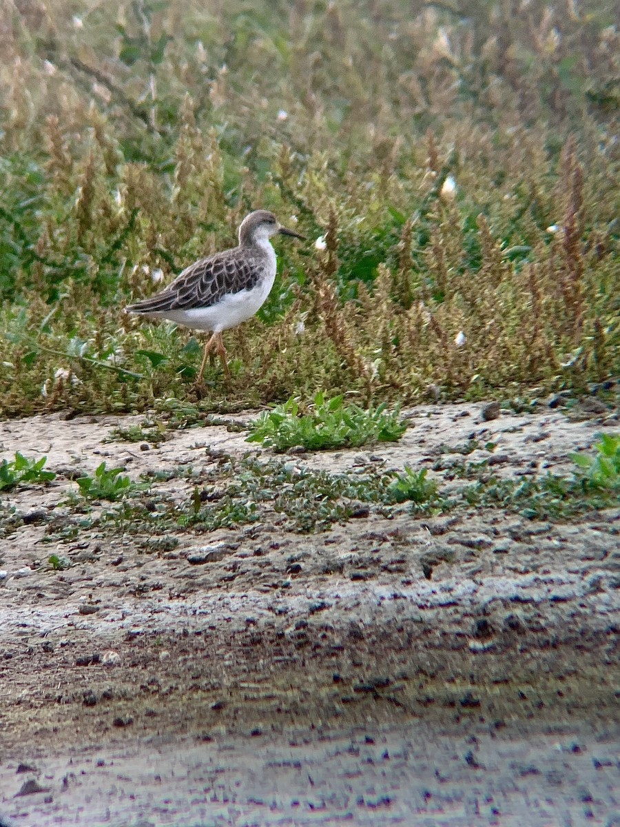 Ruff - ML643289532