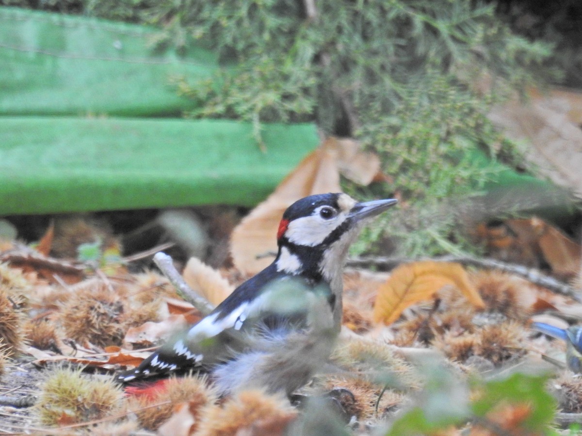 Great Spotted Woodpecker - ML643289538