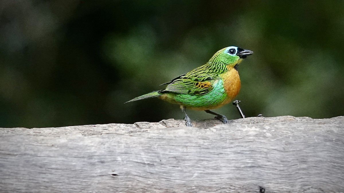 Brassy-breasted Tanager - ML643289541