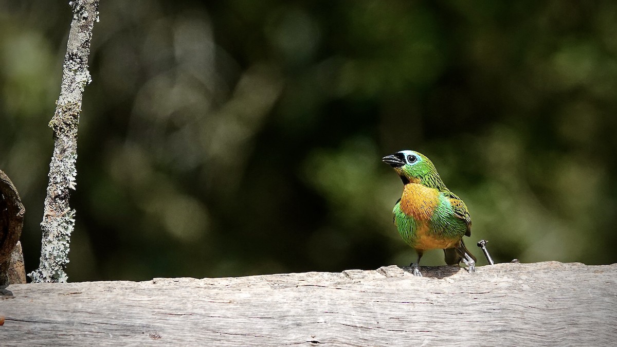 Brassy-breasted Tanager - ML643289542