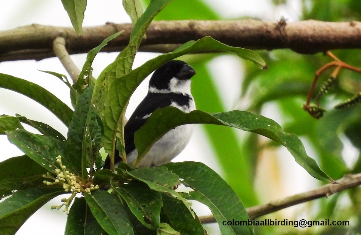 Wing-barred Seedeater - ML643289562