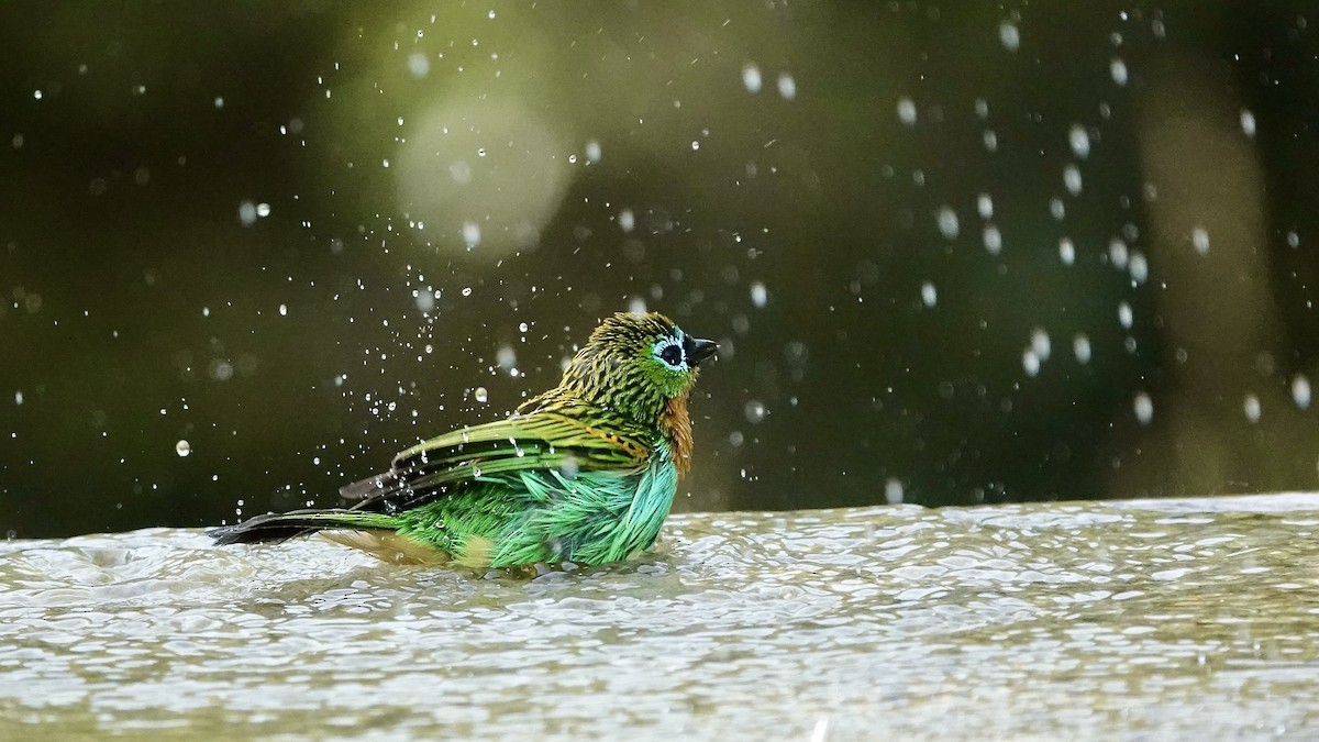Brassy-breasted Tanager - ML643289563