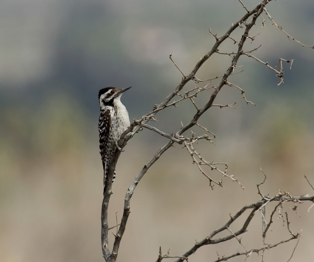 Ladder-backed Woodpecker - ML643289575